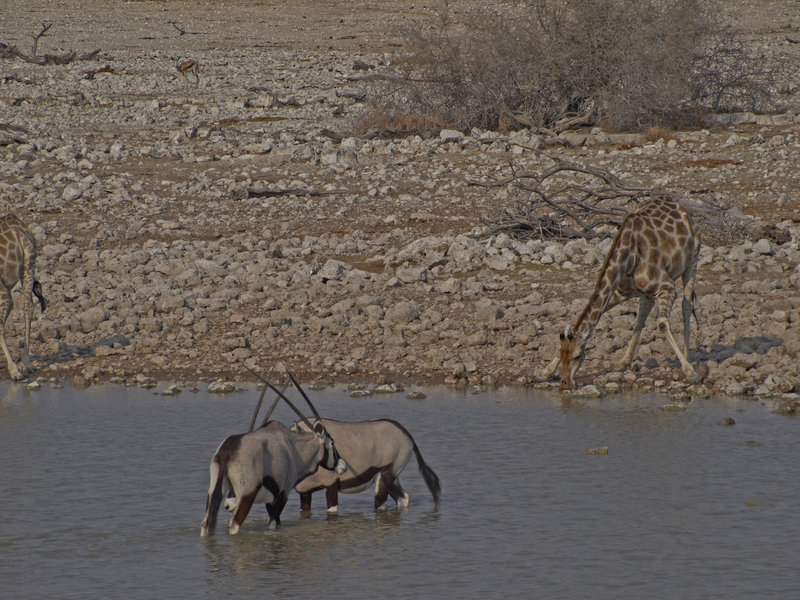 Okaukuejo, Giraffe, Oryx